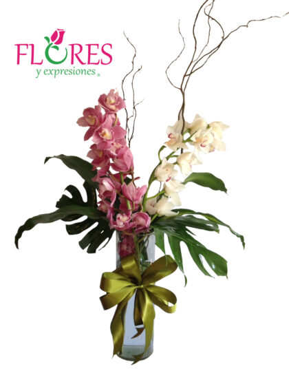 Exótico de orquídeas